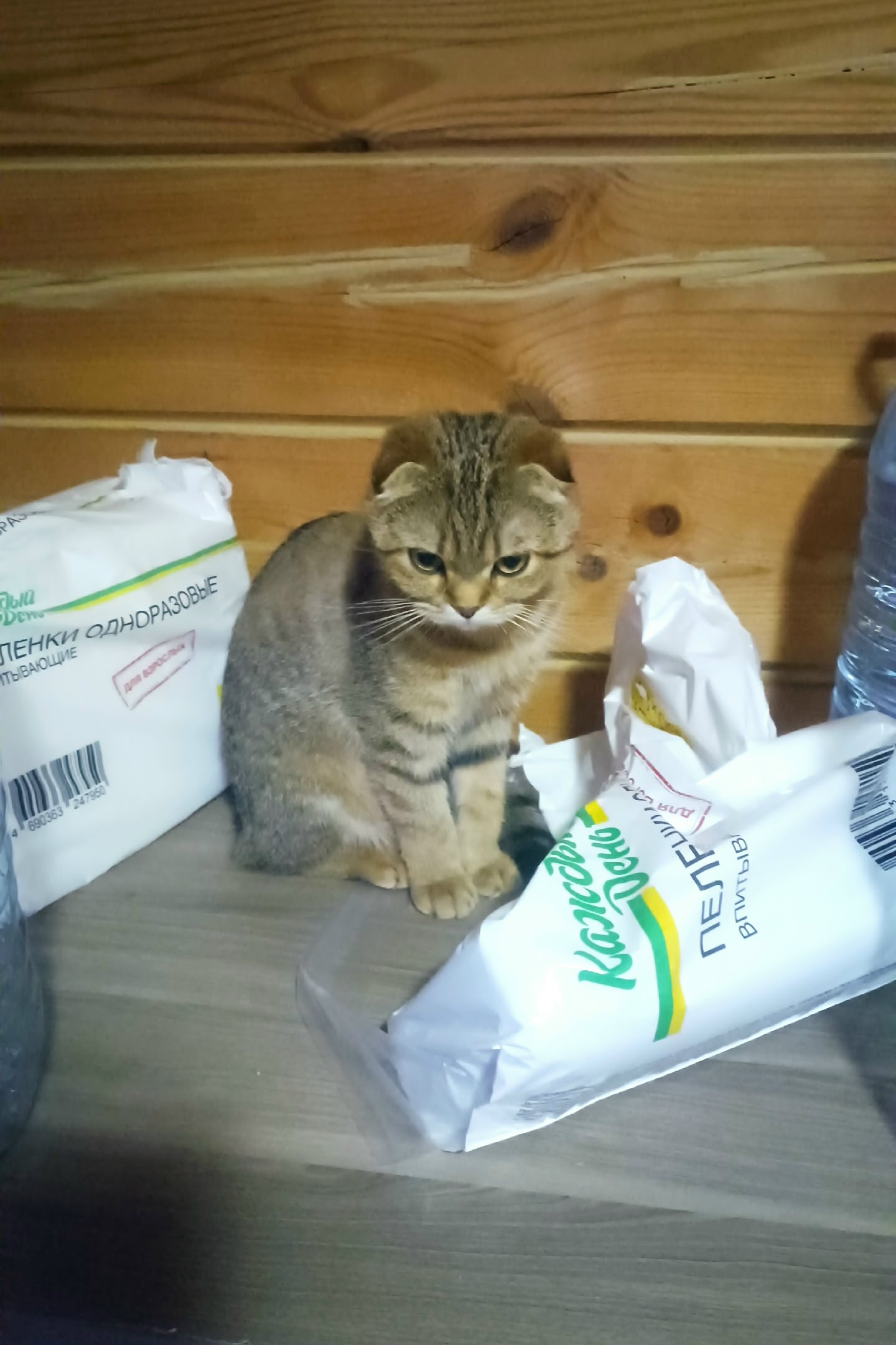 Пропала кошка в Раменском — фото объявления