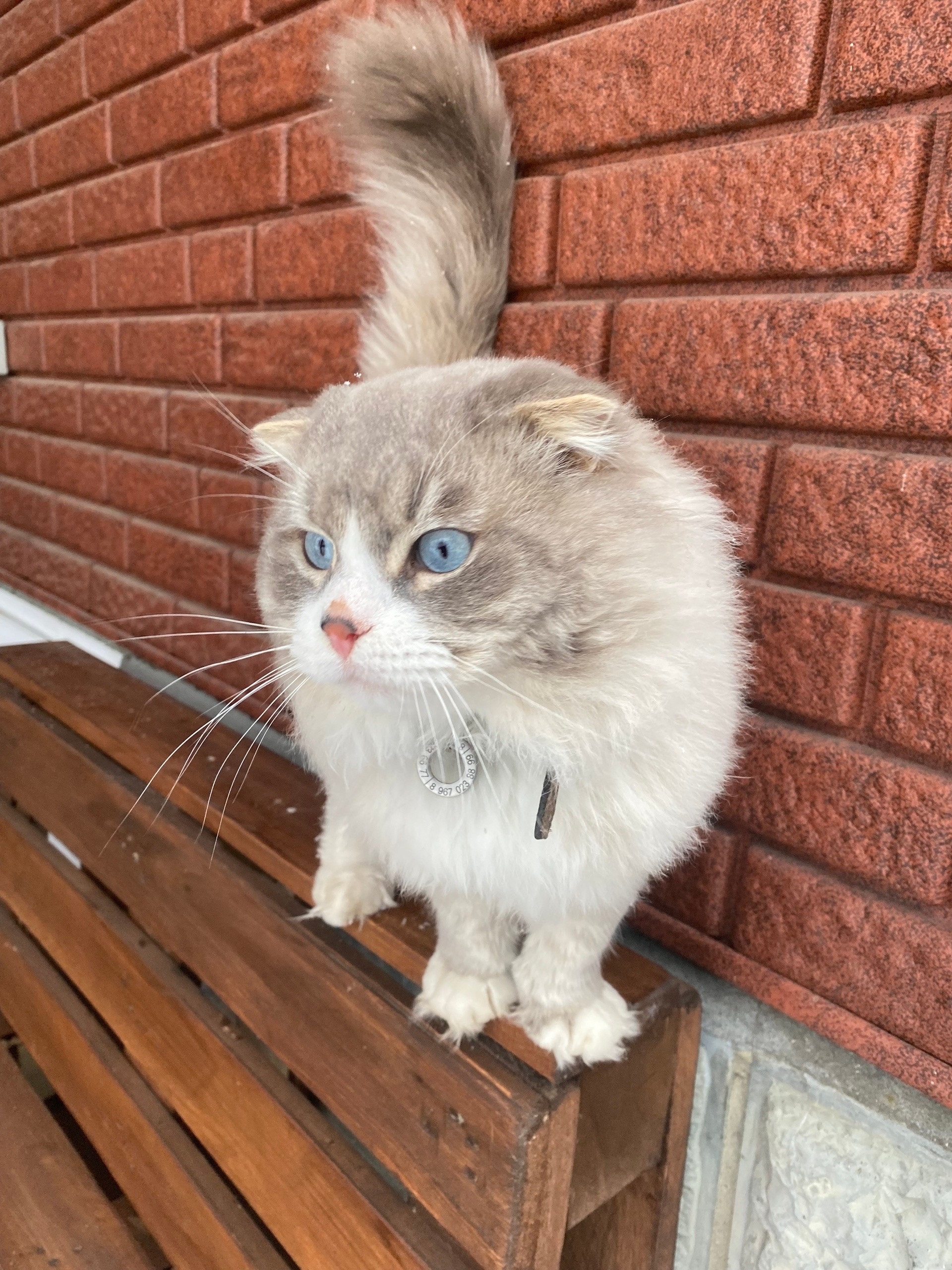 Найдена кошка в Раменском — фото объявления