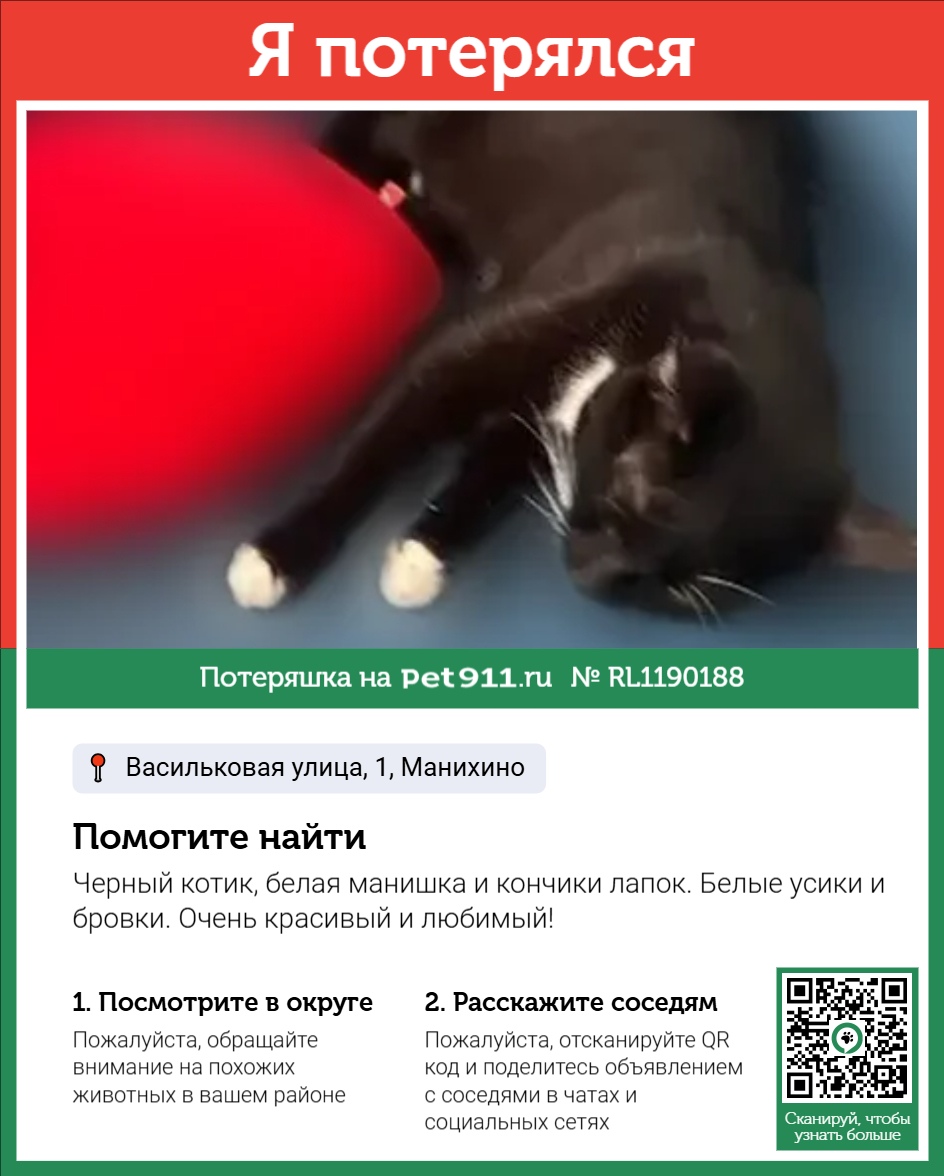 Найденная кошка в Сызрани Найдена кошка в Сызрани — фото объявления