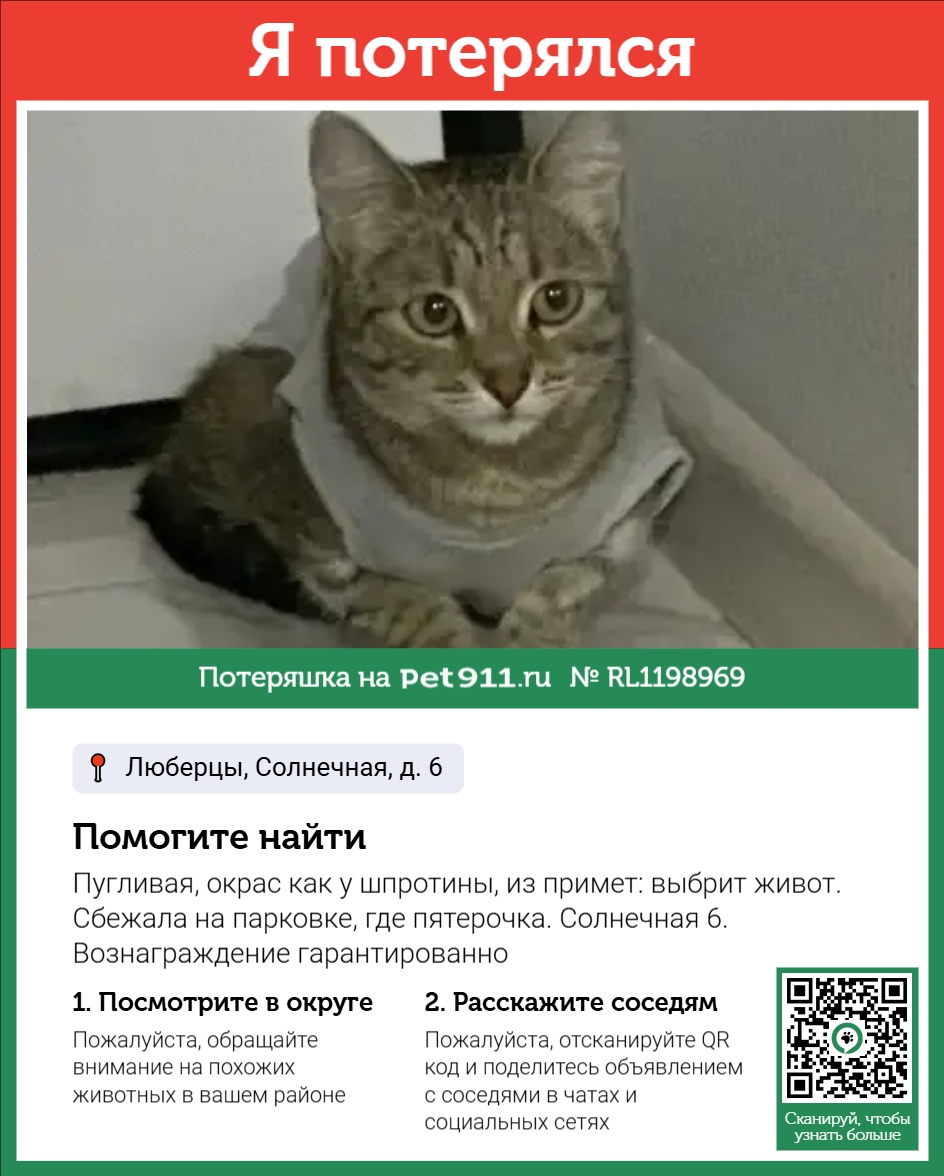 Найдена кошка в Сызрани — фото объявления
