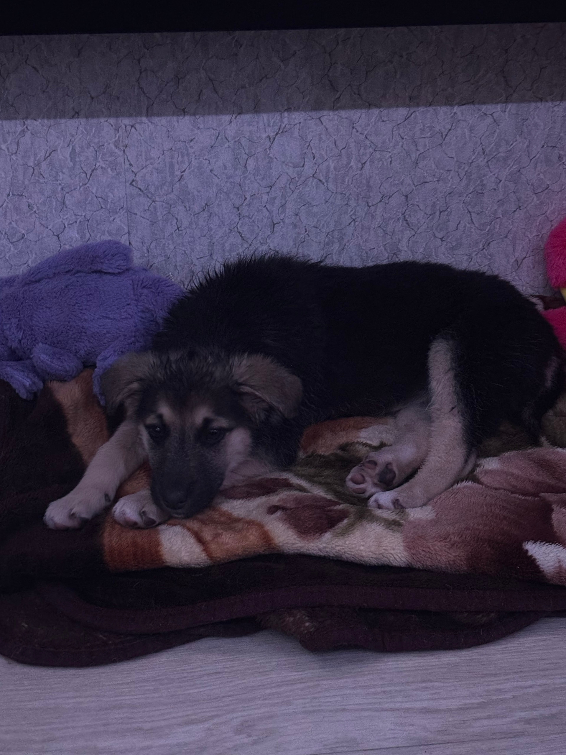 Объявление о питомце в Иркутске — фото объявления