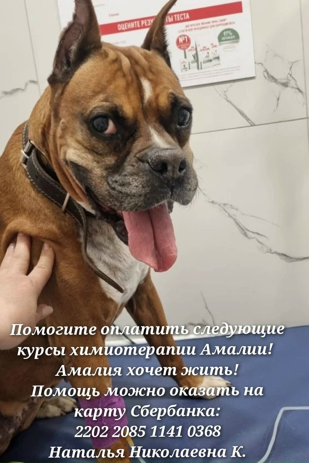 Найдена собака в Иркутске — фото объявления