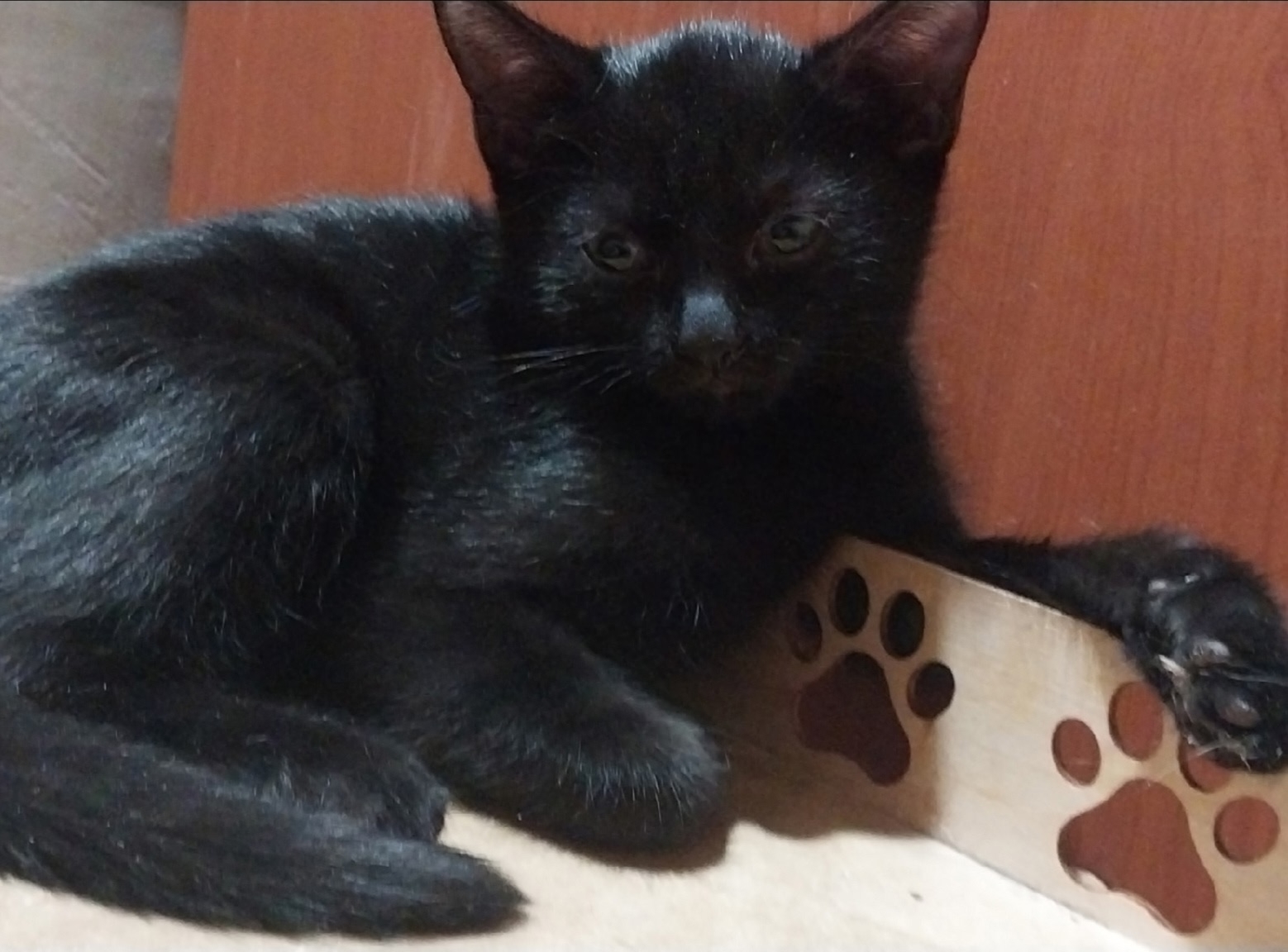 Найдена кошка в Иркутске — фото объявления