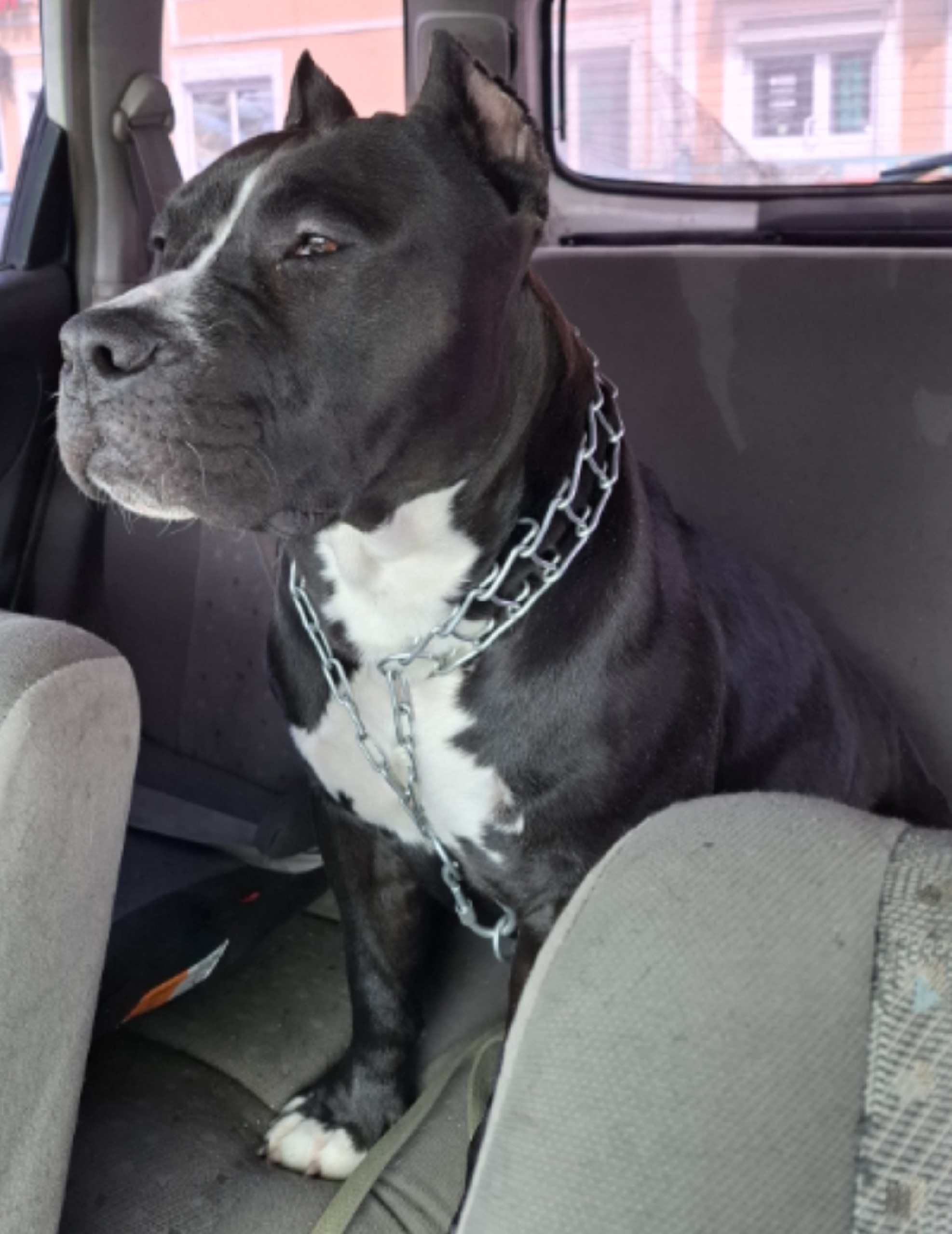 Объявление о питомце в Иркутске — фото объявления