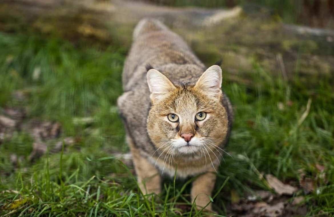 Найдена кошка в Иркутске — фото объявления