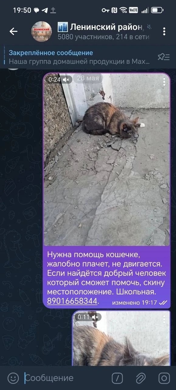 Объявление о питомце в Иркутске Объявление о питомце в Иркутске — фото объявления
