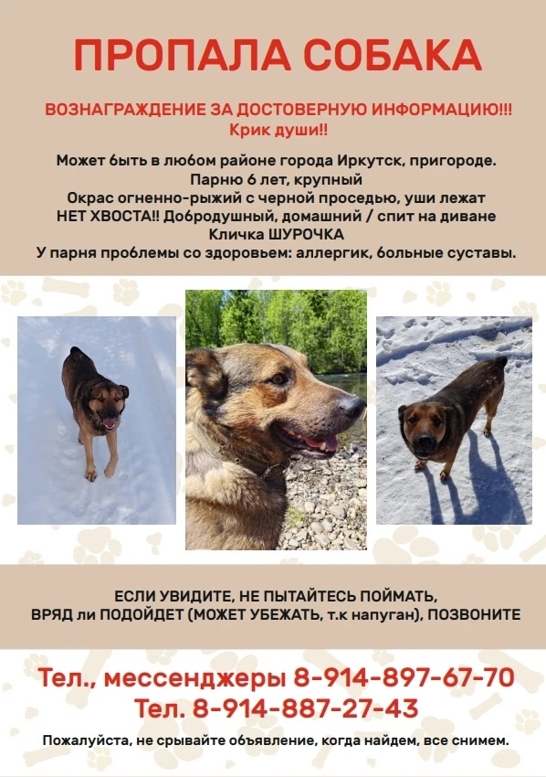 Объявление о питомце в Иркутске — фото объявления