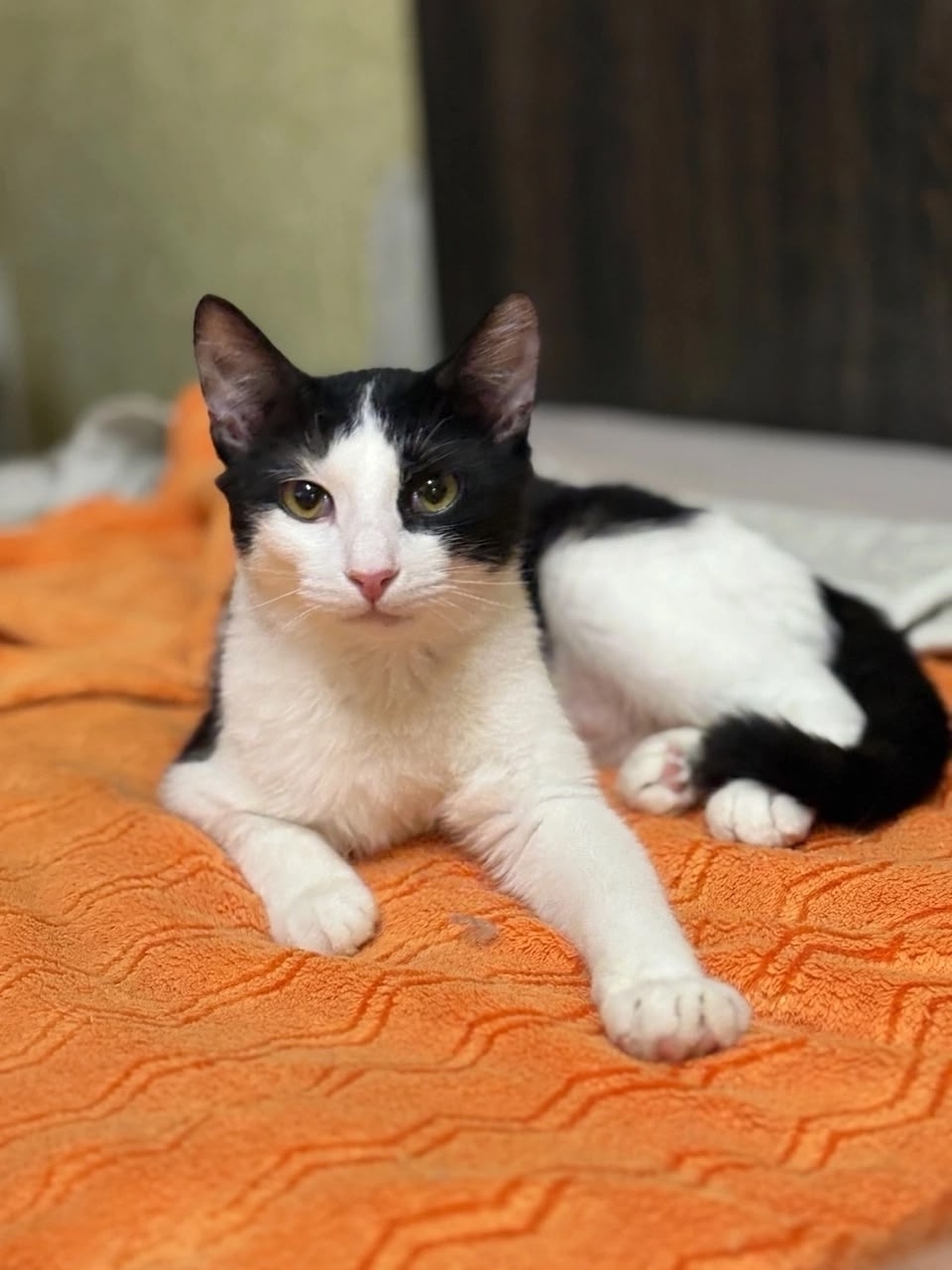 Пропала кошка в Ярославле — ИЩЕМ ДОМ КРАСАВЧИКУ ЭДДИ!!!