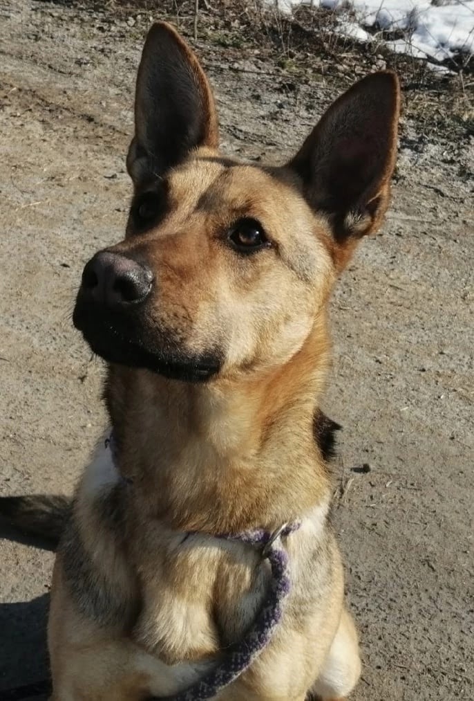 Пропала собака в Ярославле — Объявление о питомце в Ярославли