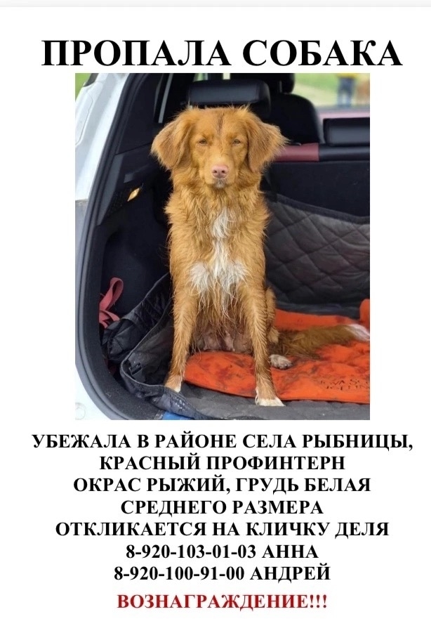 Найдена собака в Ярославле — фото объявления