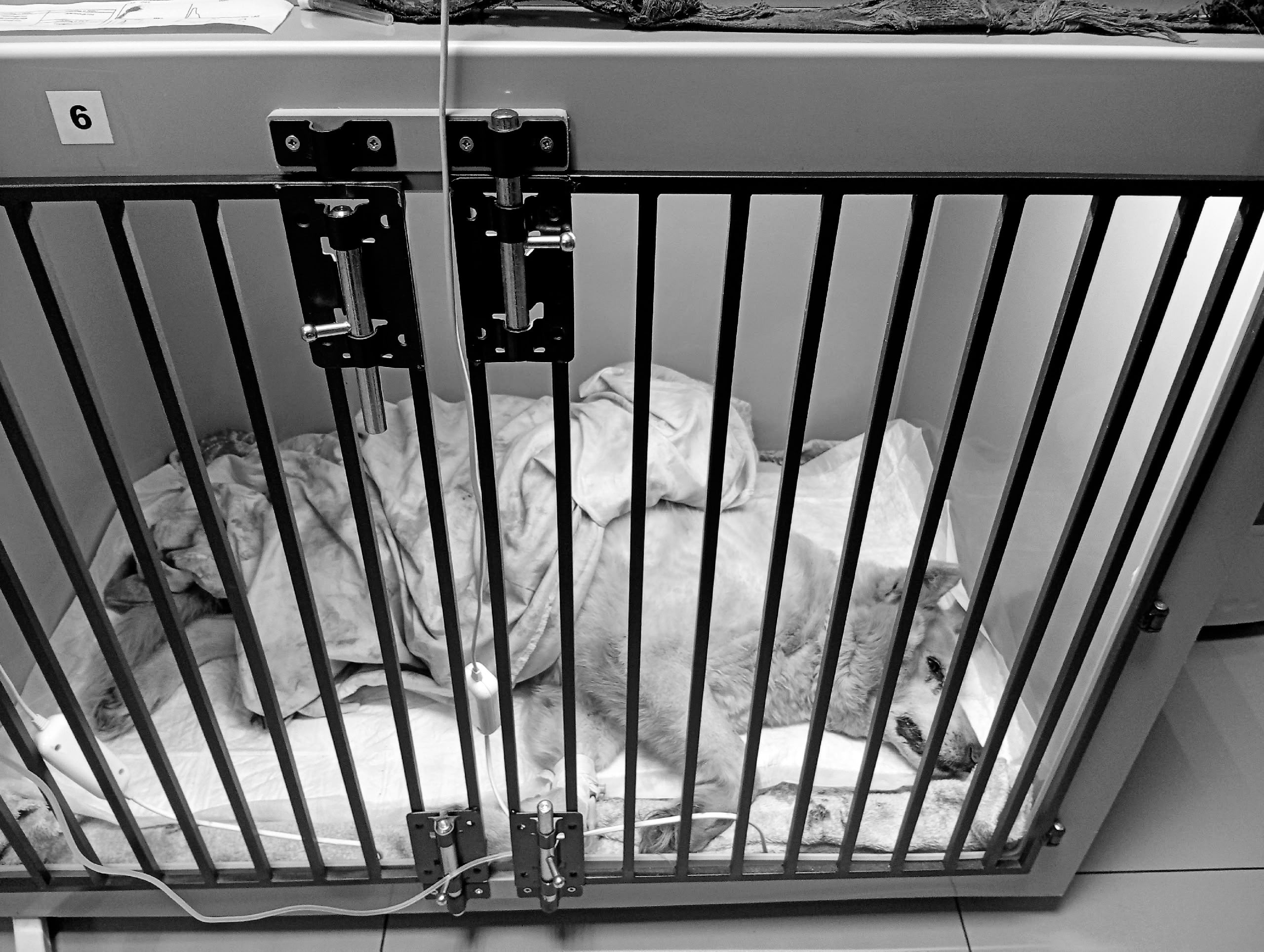 Найдена собака в Томске — фото объявления