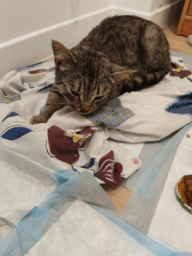 Пропала кошка в Рязани — Доброе утро. Вчера (18.04) в районе 13:30 напротив дома кальная, 75 кот перебегал дорогу (от…