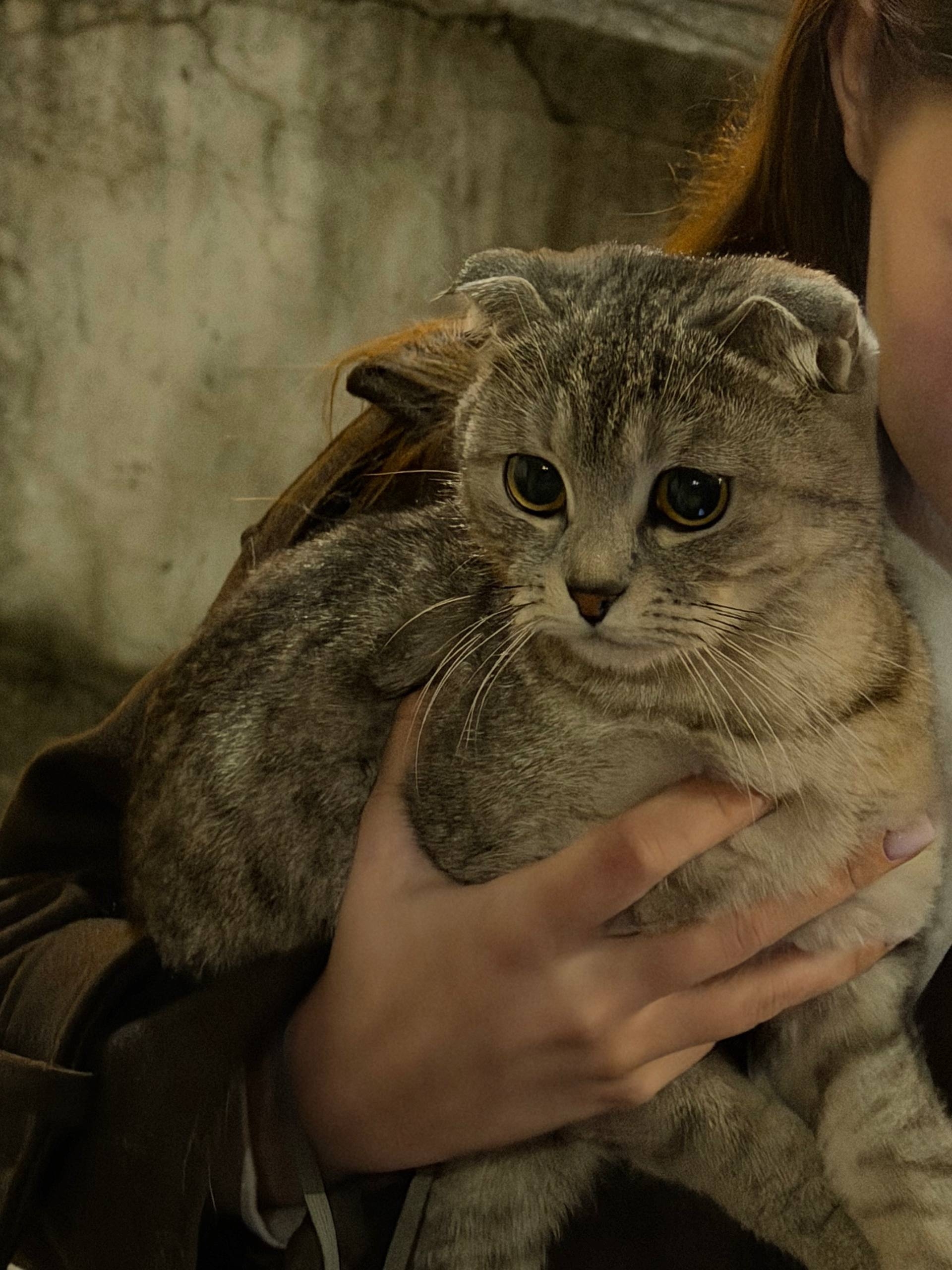 Пропала кошка в Курске — На вид домашняя кошечка, очень пугливая, но подошла и поласкалась. Бегает в районе полтинника на улице…