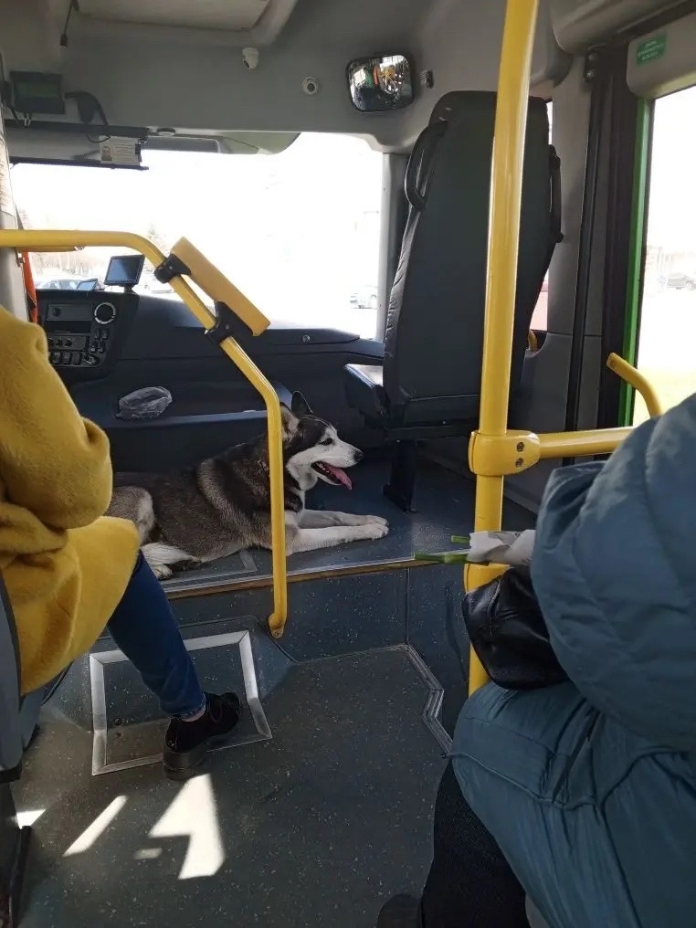 Найдена собака в Курске — фото объявления