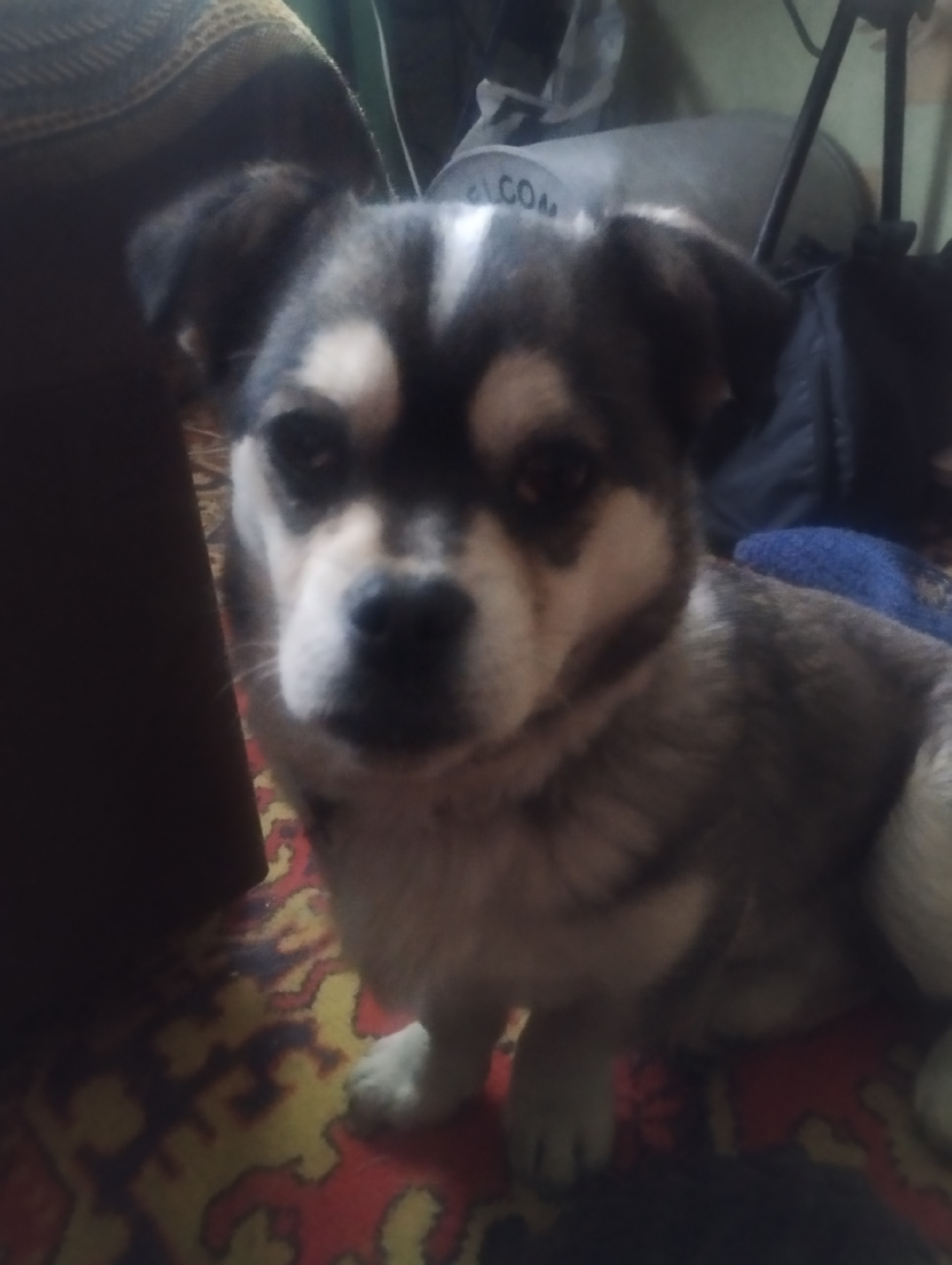 Найдена собака в Курске — фото объявления