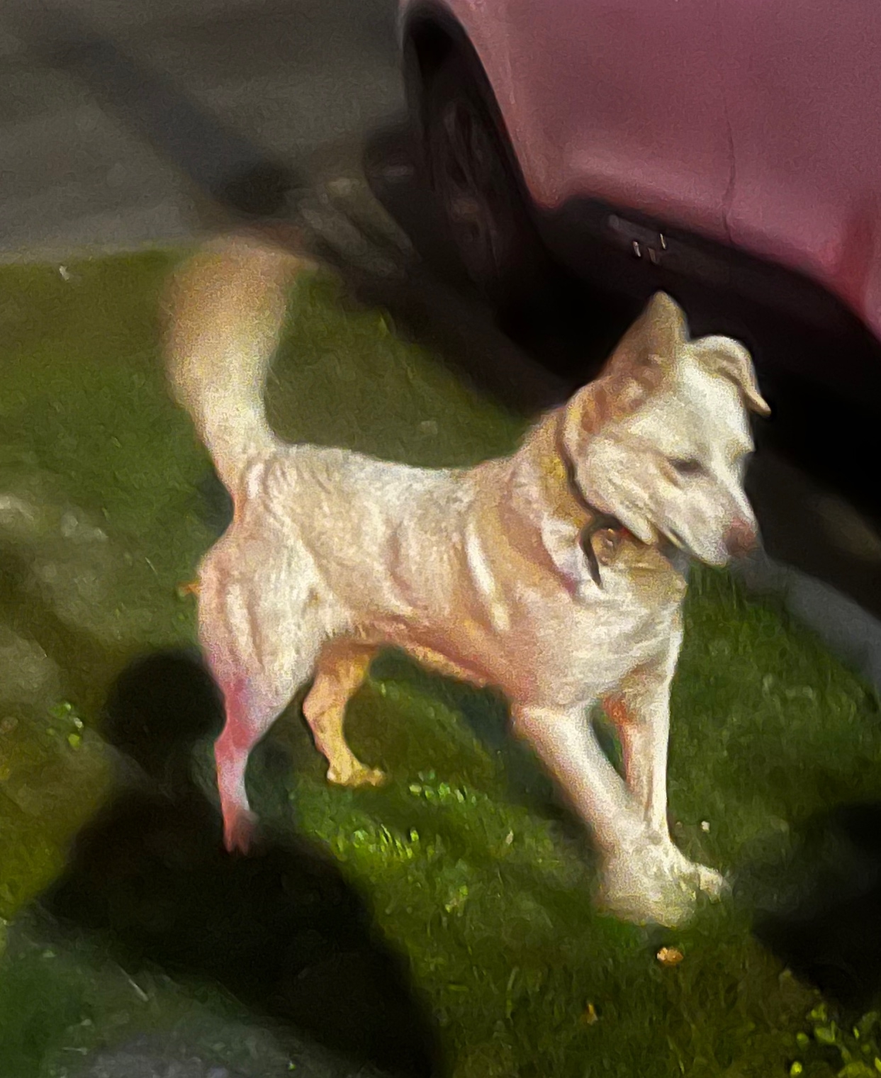 Найдена собака в Курске — фото объявления