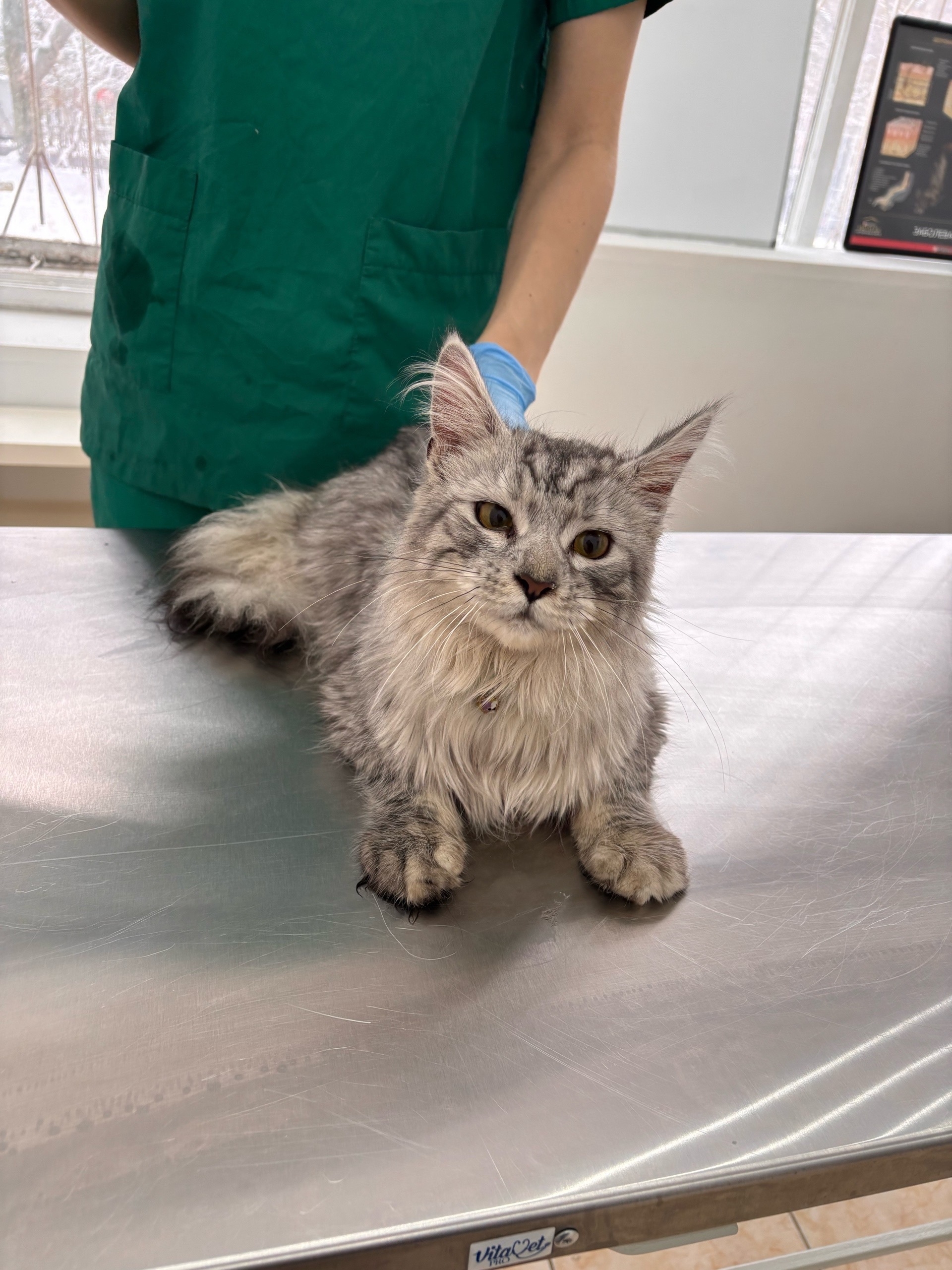 Пропала кошка в Кирове — фото объявления