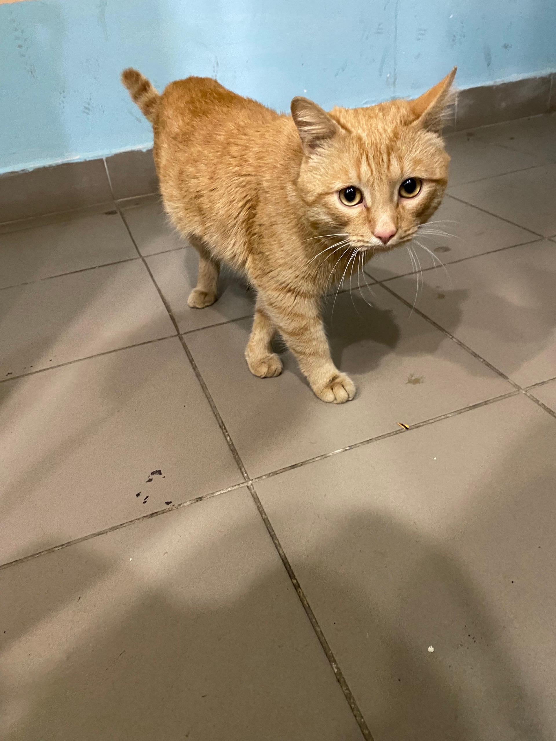 Объявление о питомце в Кирове — фото объявления