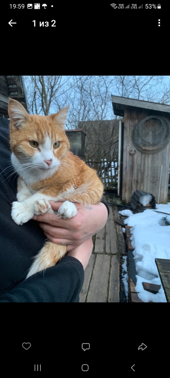 Найдена кошка в Кирове — фото объявления