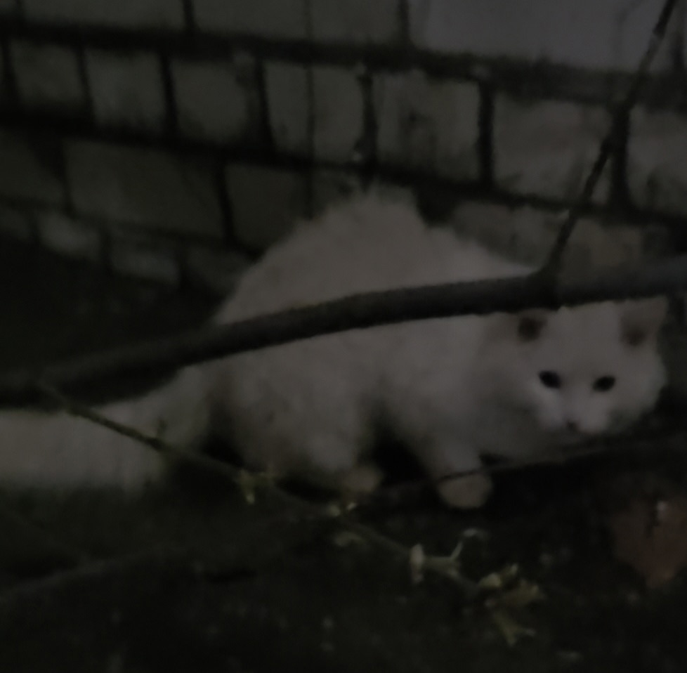 Пропала кошка в Кирове — фото объявления