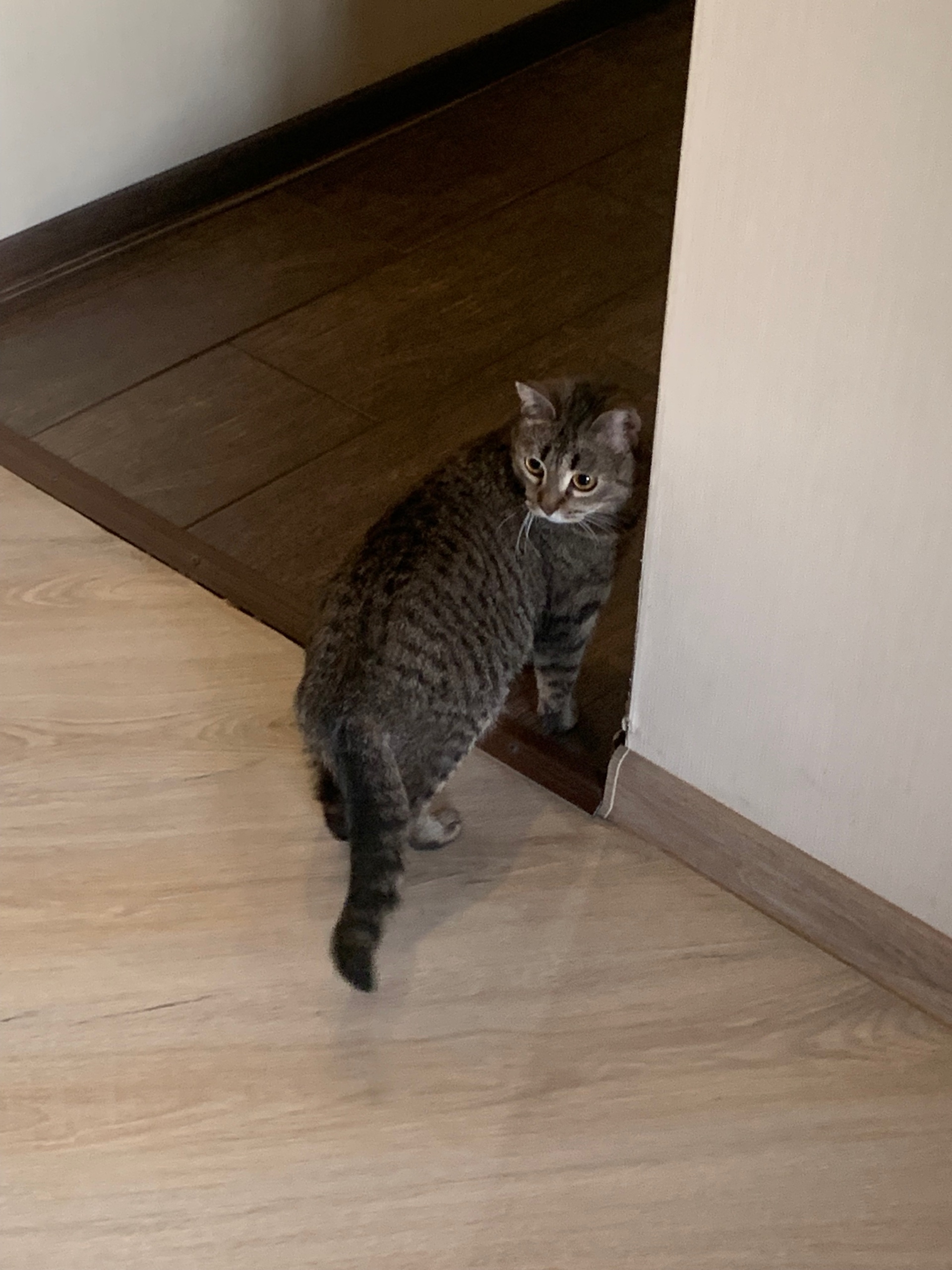 Найдена кошка в Кирове — фото объявления