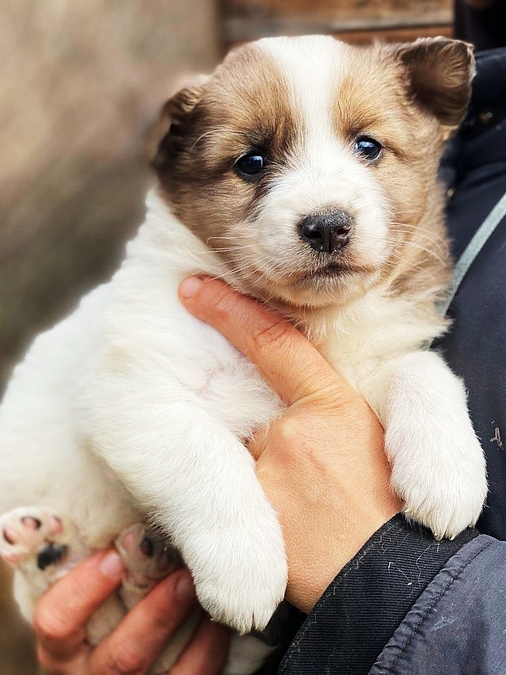 Пропала собака в Туле — фото объявления