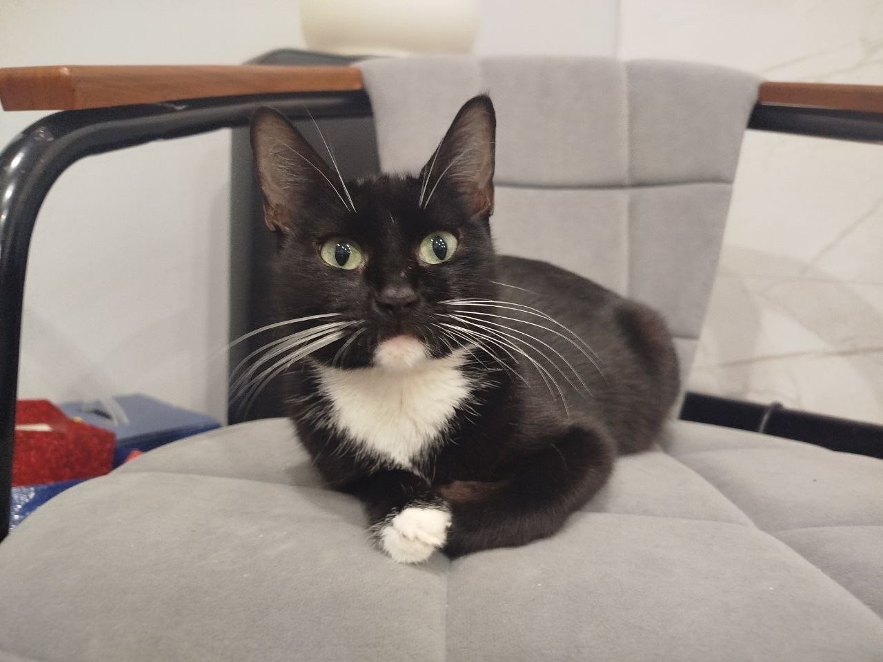 Найдена собака в Туле — фото объявления