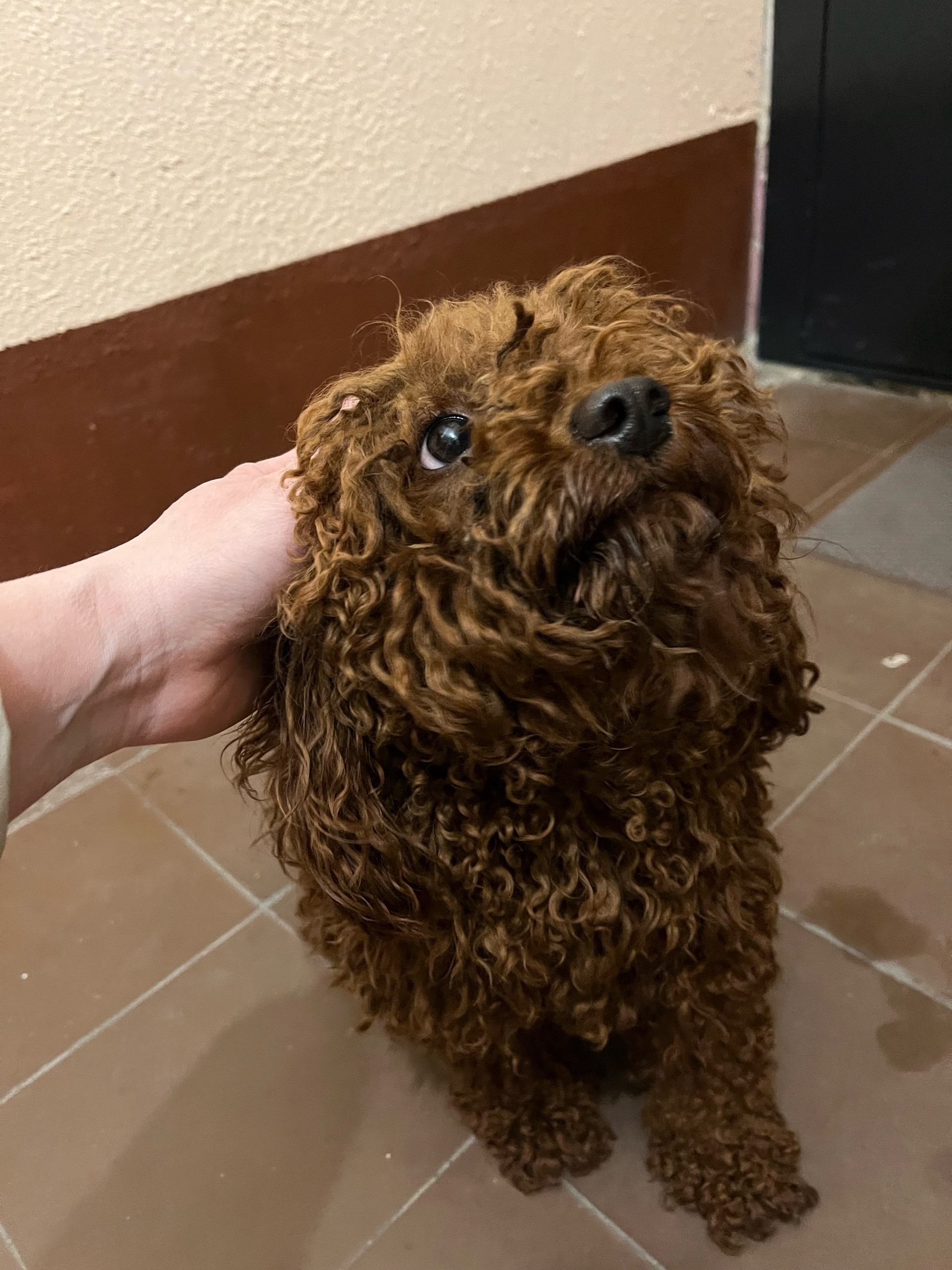 Объявление о питомце в Туле — фото объявления