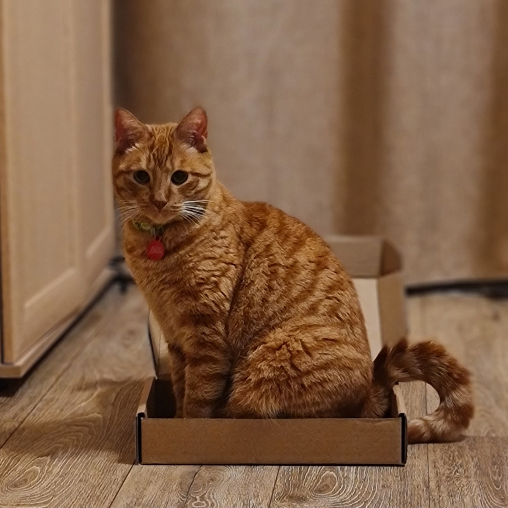 Пропала кошка в Калининграде — фото объявления