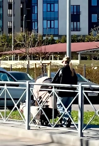 Пропала собака в Калининграде — фото объявления