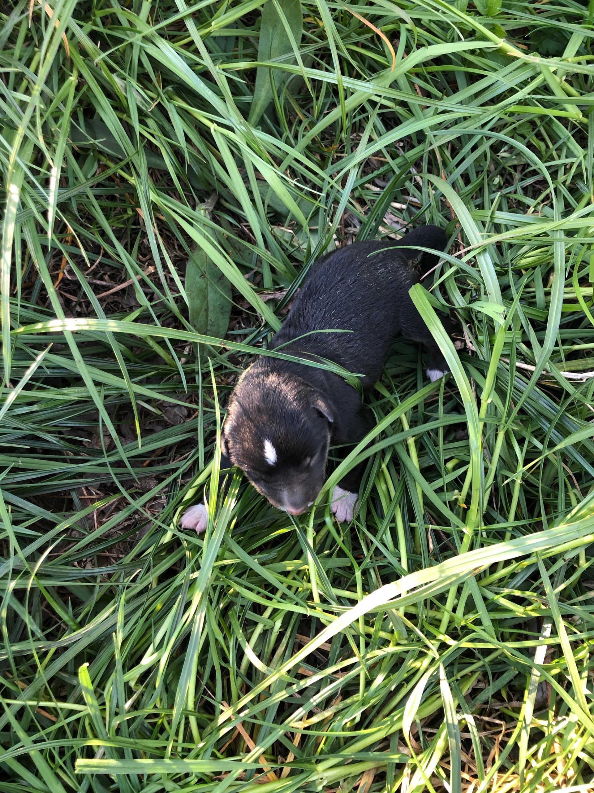 Найдена собака в Калининграде — фото объявления