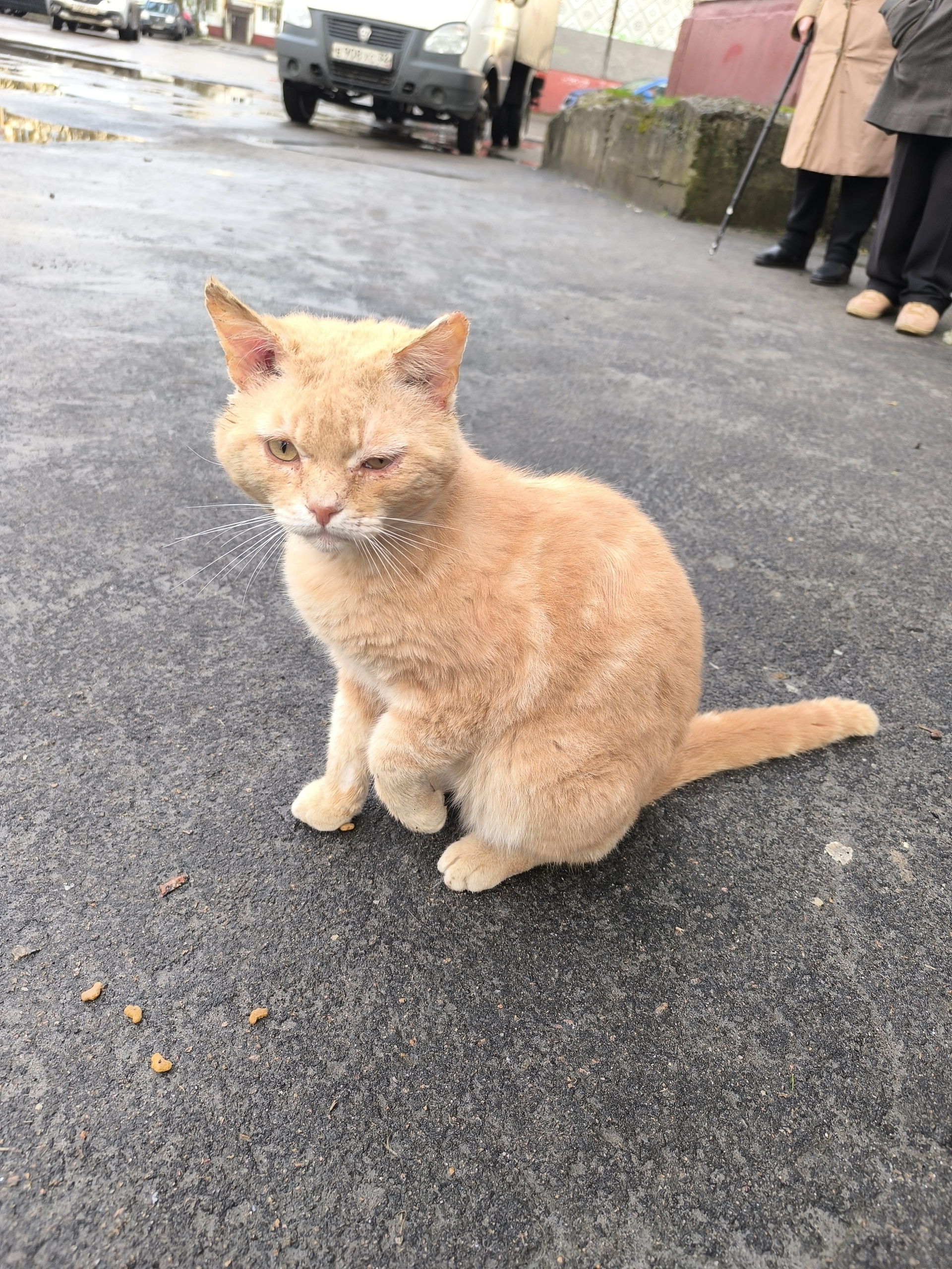 Пропала кошка в Брянске — Появился кот Бежицкий район(ориентир 19 школа), периодически приходит, глаз один слезится, что-то с…