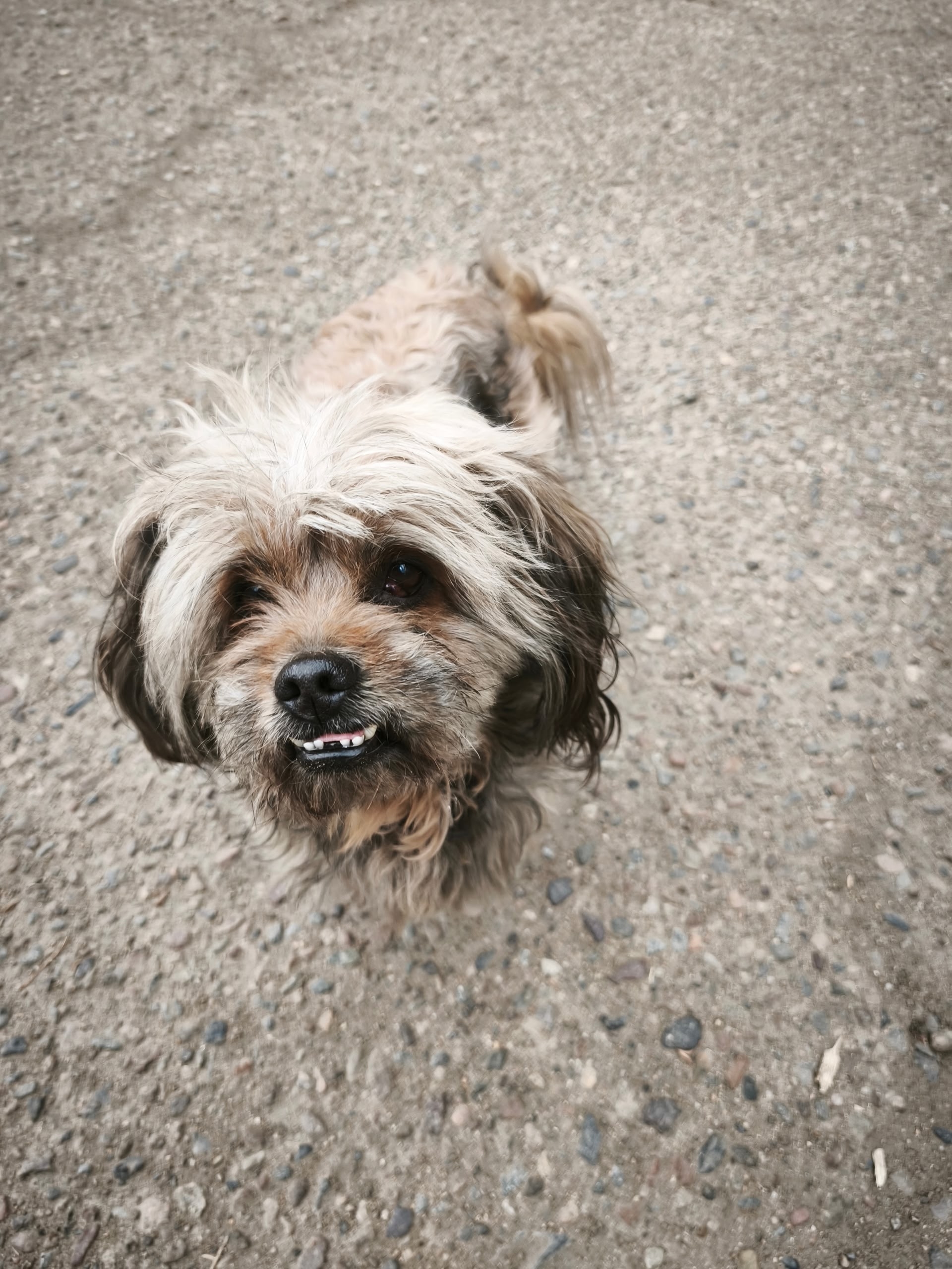 Пропала собака в Чите — фото объявления