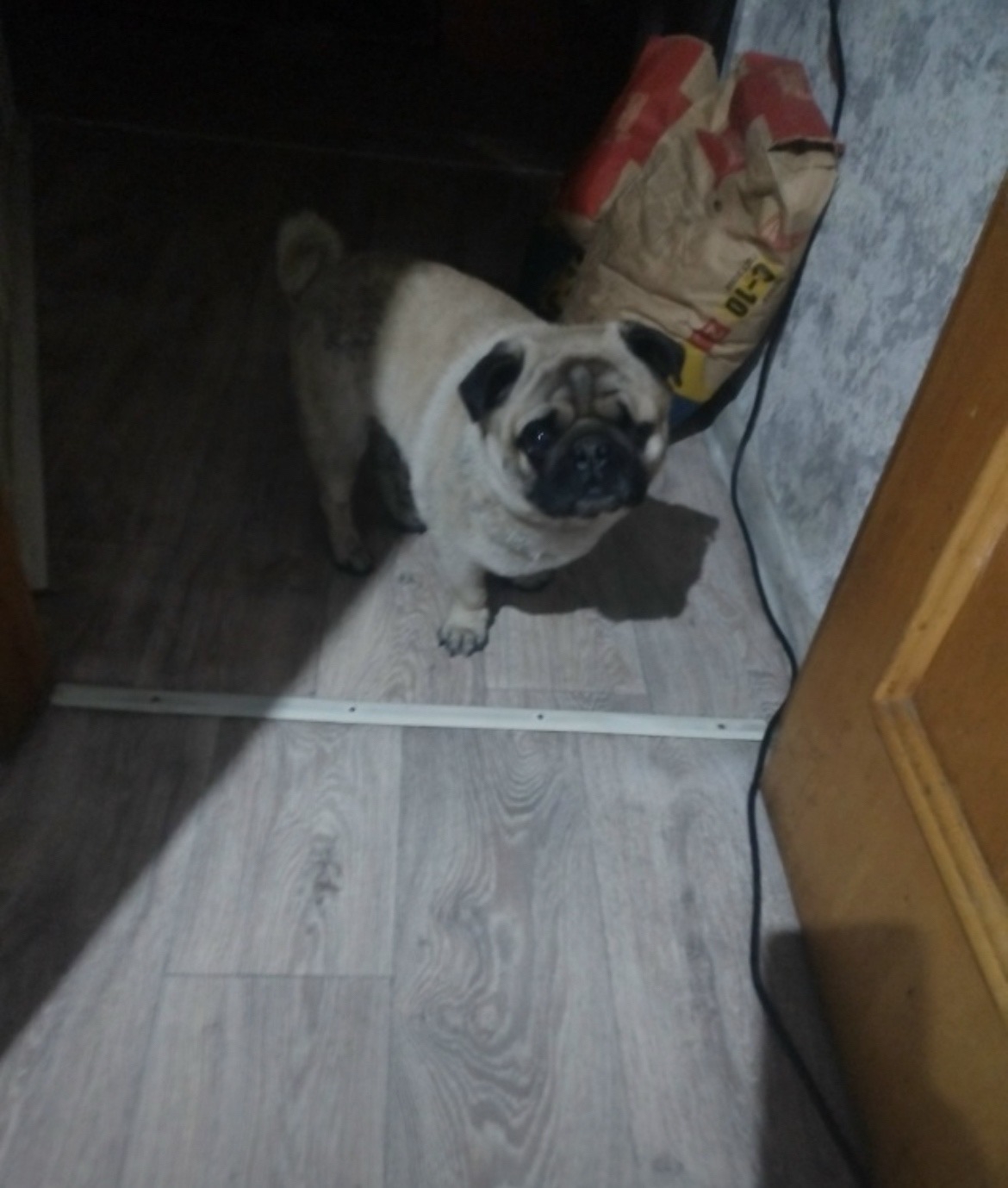 Найдена собака в Чите — фото объявления