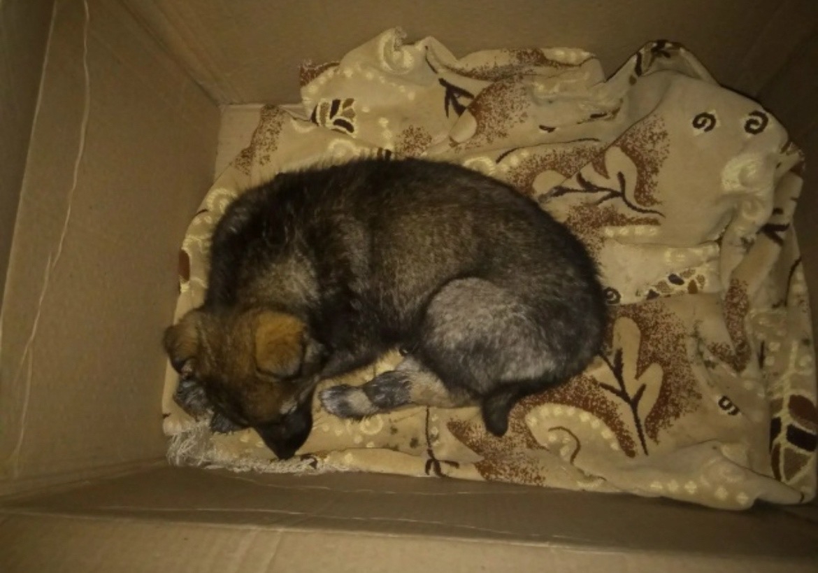 Найдена собака в Чите — фото объявления