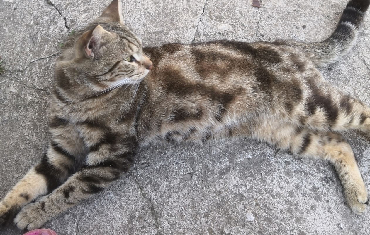 Пропала кошка в Пскове — Псков.Фото брата потерявшегося.