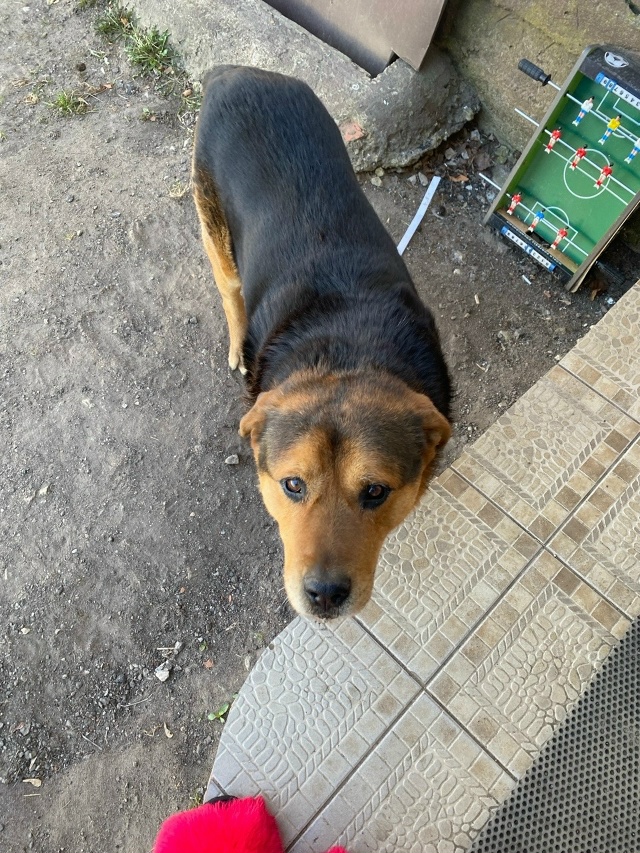 Пропала собака в Пскове — фото объявления