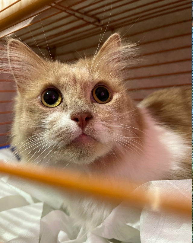 Найдена кошка в Пскове — фото объявления