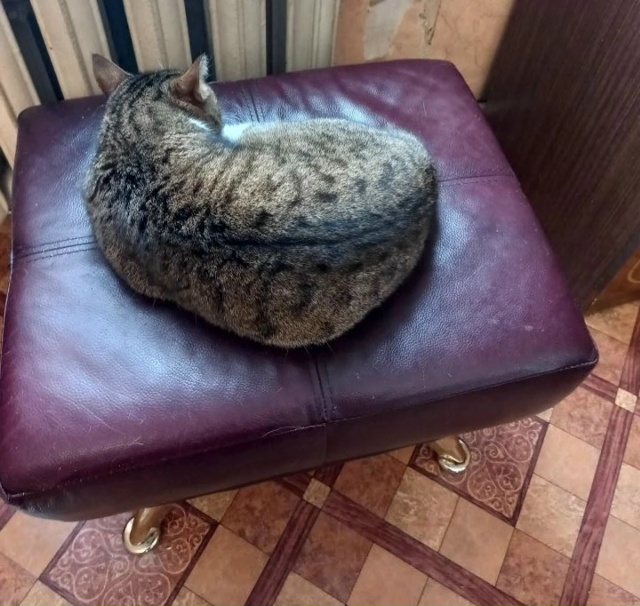 Найдена кошка в Пскове — фото объявления