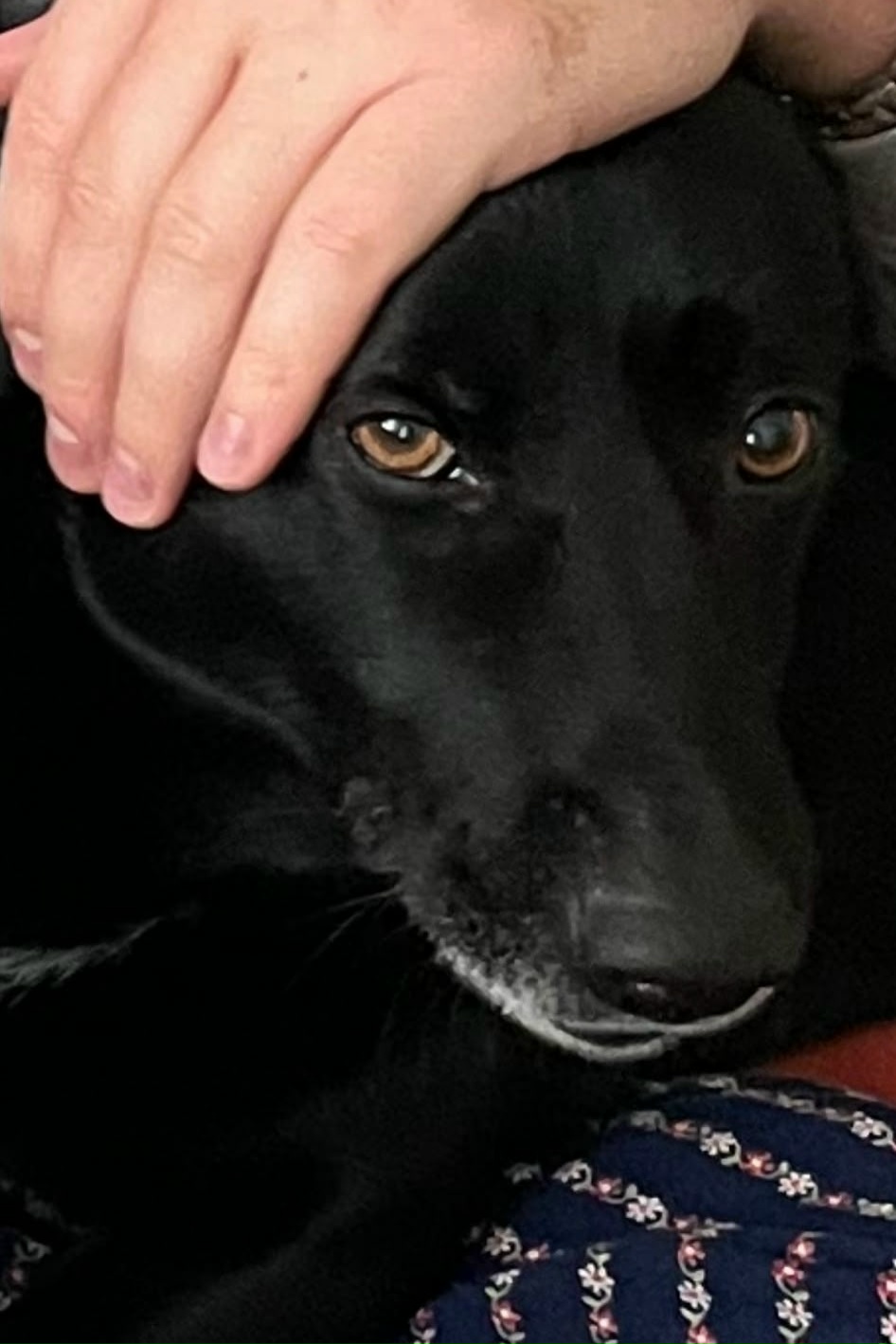 Пропала собака в Магнитогорске — Ночью убежала собака, мальчик , район улицы Магнитная, Маяковского, Лазо тел 8950-74-96-101