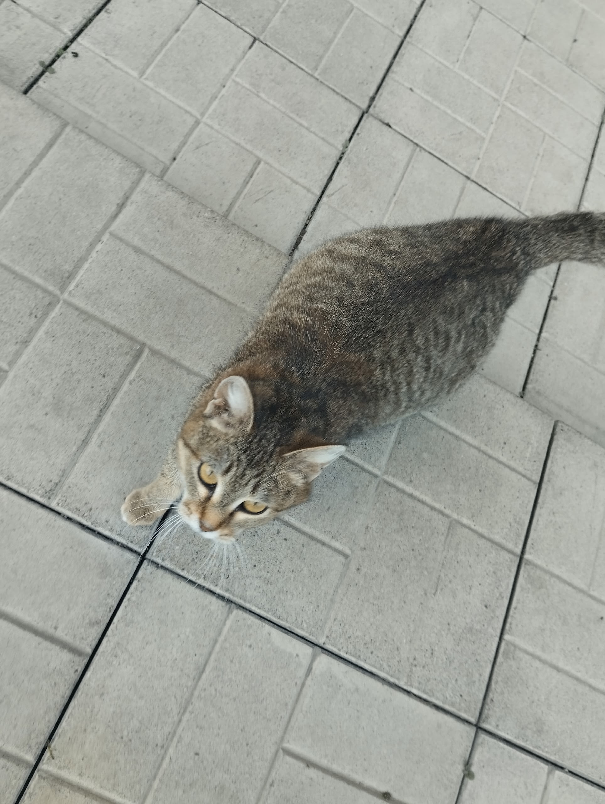 Пропала кошка в Магнитогорске — фото объявления