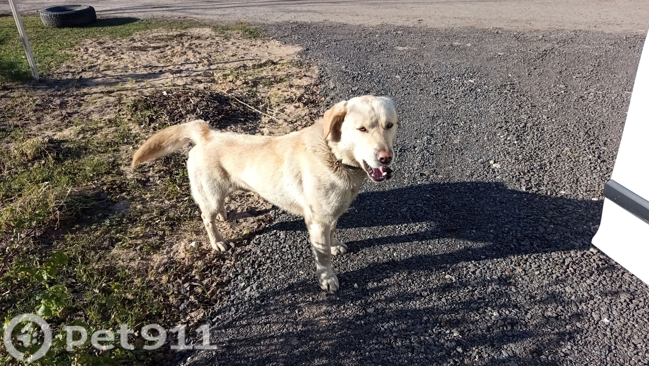 Пропала собака в Твери — фото объявления