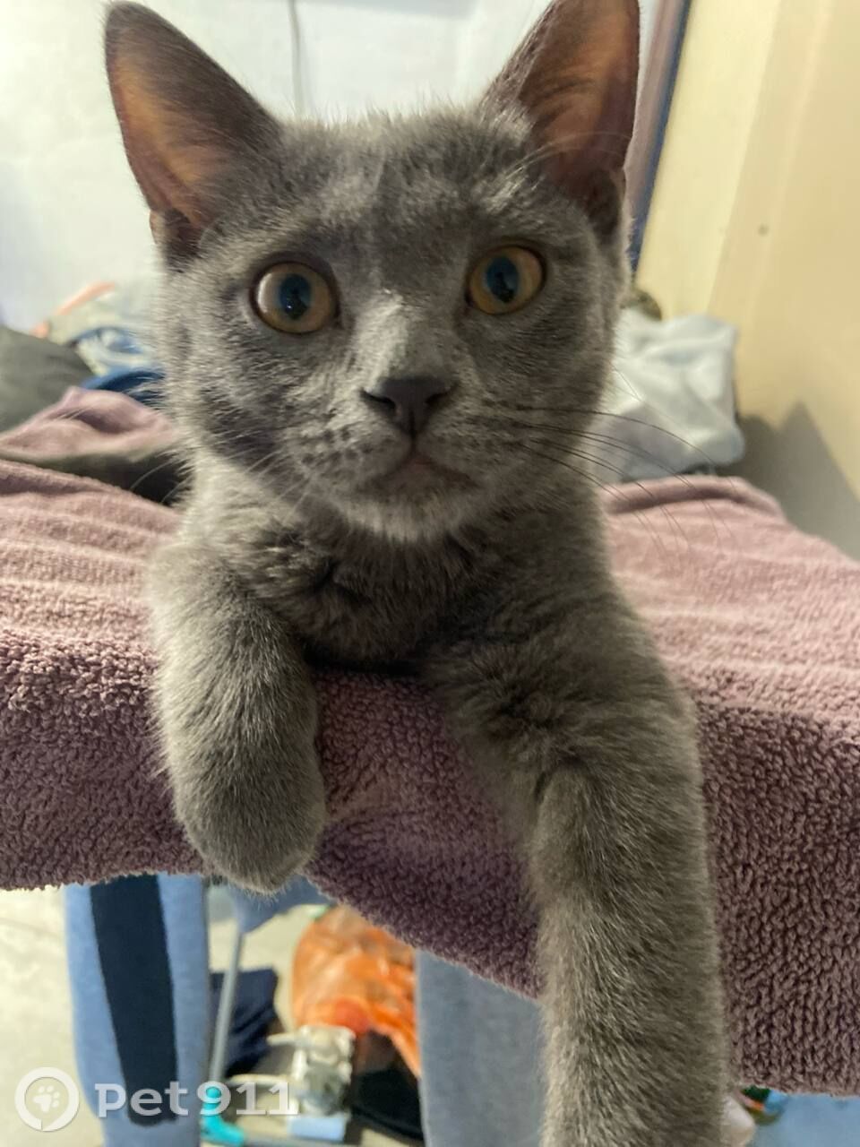 Найдена кошка в Твери — фото объявления