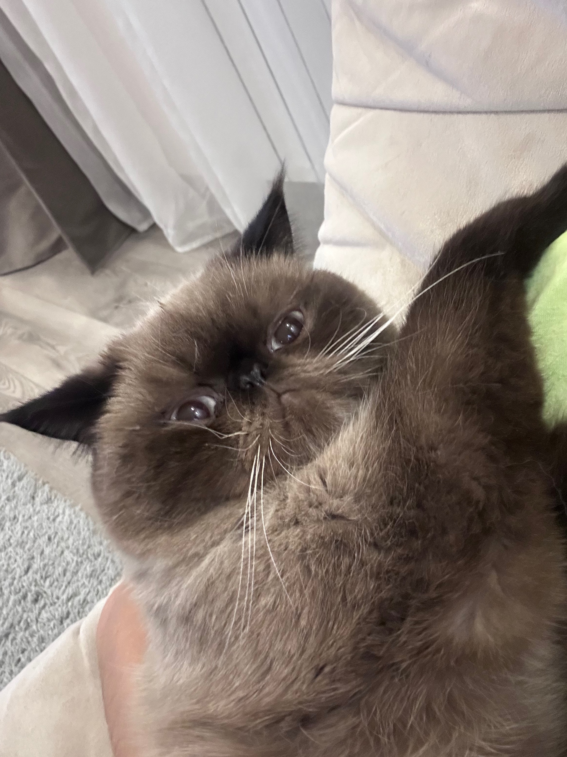 Пропала кошка в Курске — Прошу о помощи! В деревне Щетинка, СНТ Приморское, Рядом с участками 510-520 пропал наш любимец! Кот по…