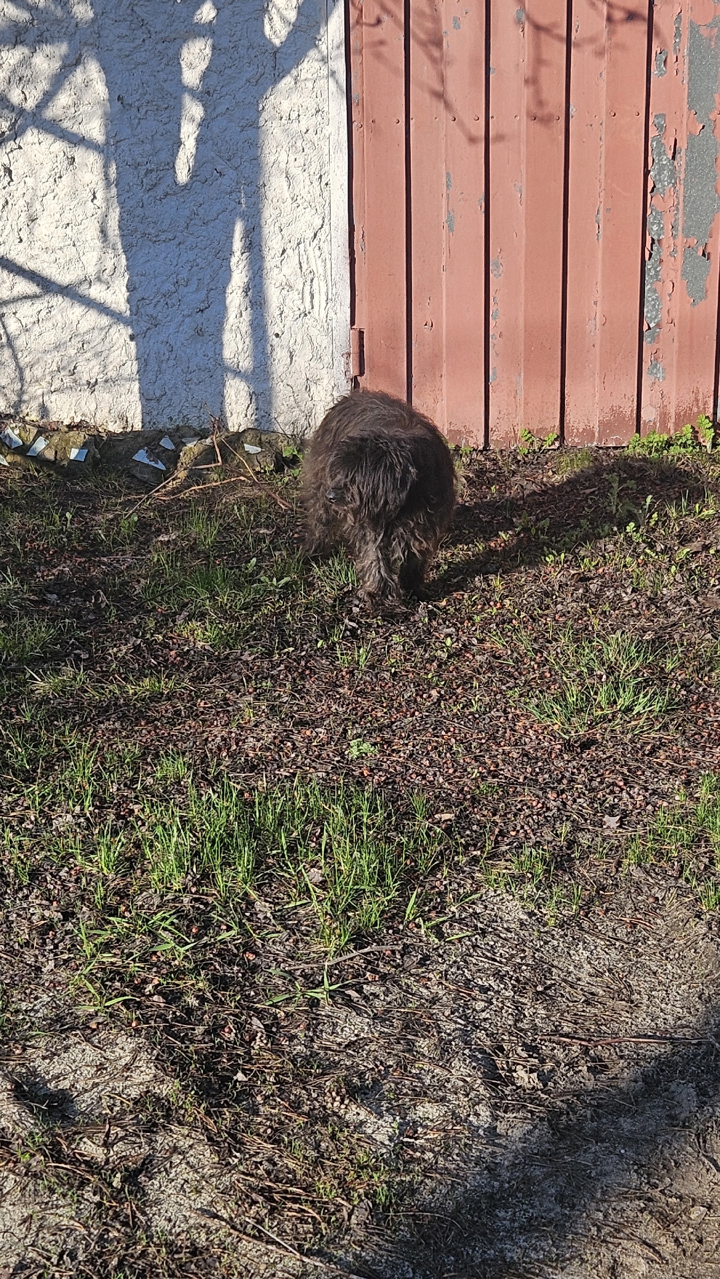 Найдена собака в Курске — фото объявления