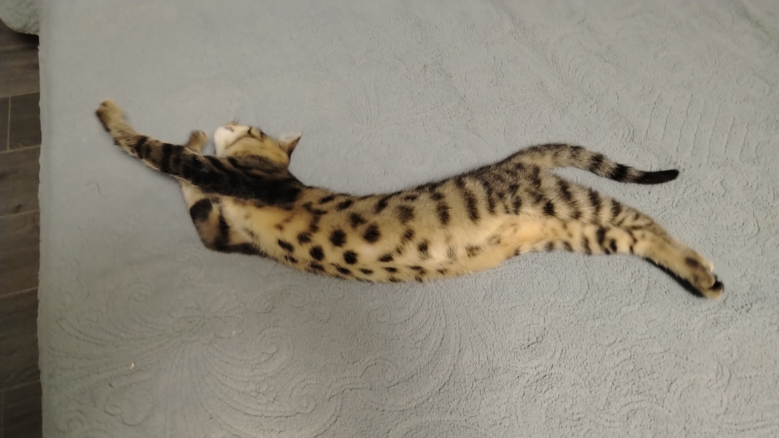 Пропала кошка в Курске — фото объявления