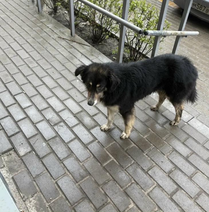 Найдена собака в Курске — фото объявления