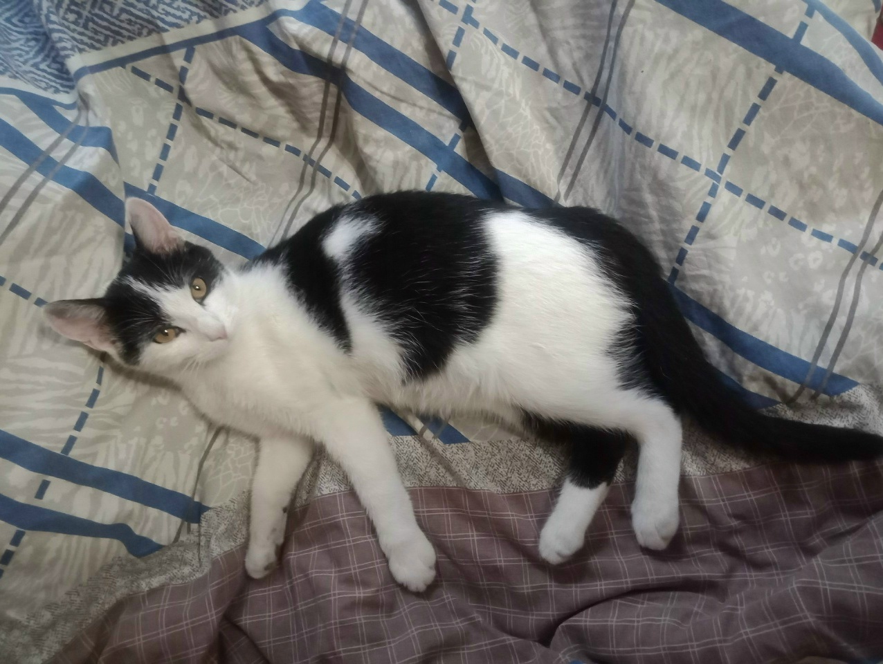 Найдена кошка в Курске — фото объявления