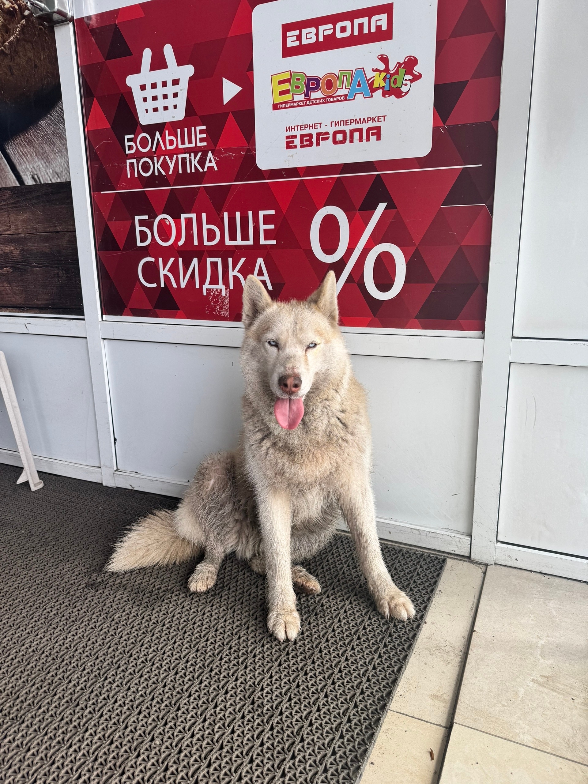 Найдена собака в Курске — фото объявления