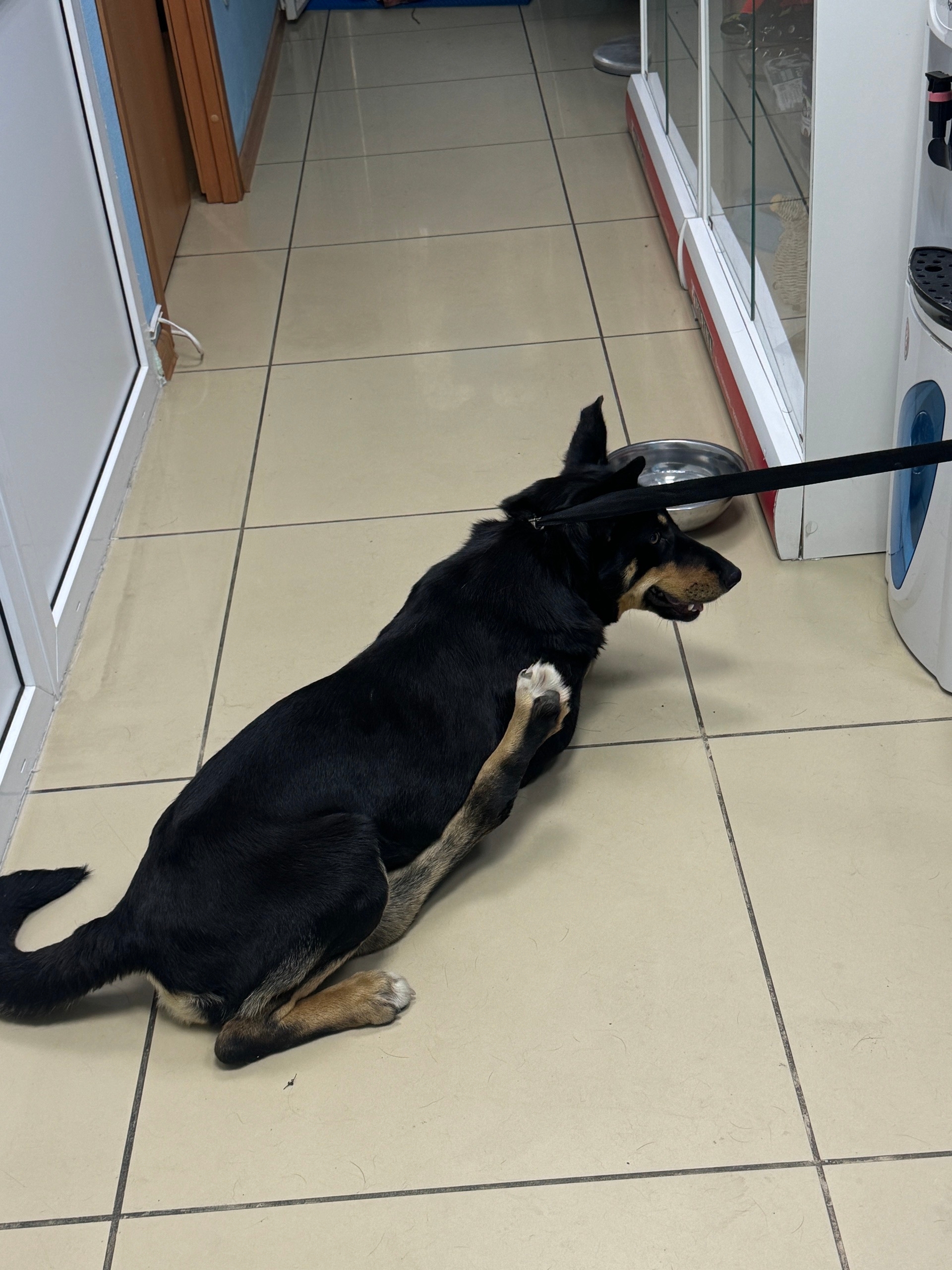 Пропала собака в Сочи — фото объявления